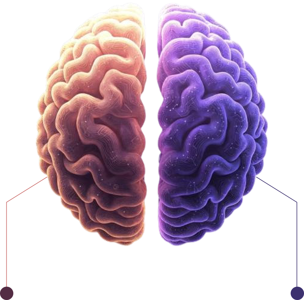 A brain split into a warm-toned logical half and a cool-toned intuitive half